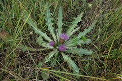 Cirsium acaule esculentum