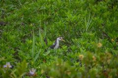 Amaurornis phoenicurus