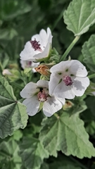 Althaea officinalis