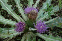 Cirsium acaule esculentum