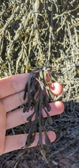 Ascophyllum nodosum