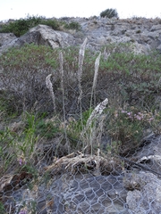 Drimia pancration
