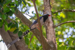 Urocissa erythroryncha