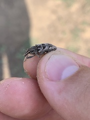 Coniocleonus excoriatus