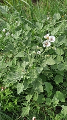 Althaea officinalis