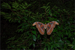 Attacus atlas