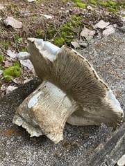 Russula brevipes