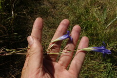 Gentianopsis barbata