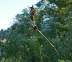 Carex otrubae