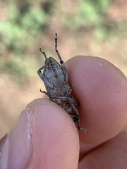 Coniocleonus excoriatus