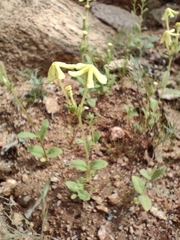 Lyperia tristis