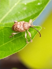 Curculio