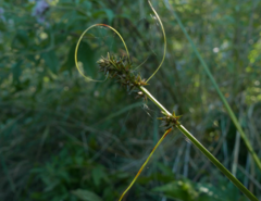 Carex otrubae