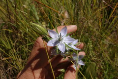Lomatogonium rotatum