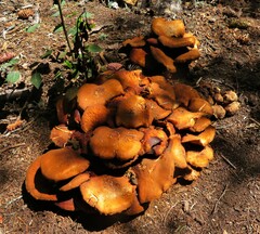 Gymnopilus ventricosus