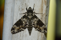 Manduca rustica