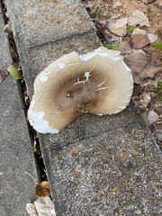 Russula brevipes