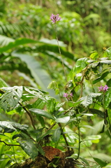 Epidendrum secundum