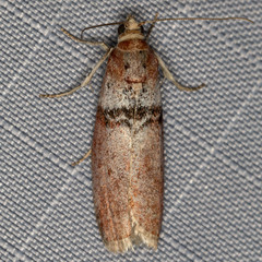Sciota delassalis