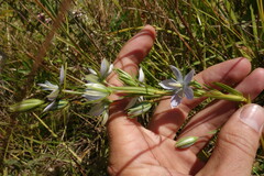 Lomatogonium rotatum