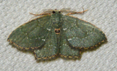 Chloropteryx tepperaria