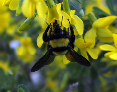 Bombus argillaceus