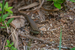 Eutropis longicaudata