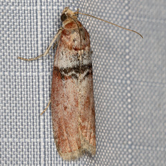 Sciota delassalis