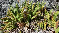 Dryopteris fragrans
