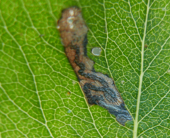 Stigmella pyri