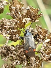 Adelphocoris seticornis