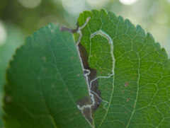 Lyonetia clerkella