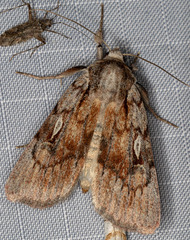 Setagrotis pallidicollis