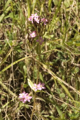 Centaurium