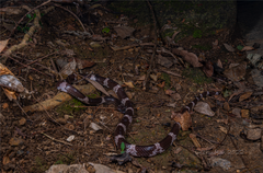 Lycodon futsingensis