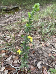 Hypericum crux-andreae