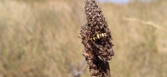Bembecia himmighoffeni