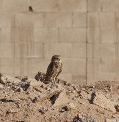 Athene cunicularia hypugaea
