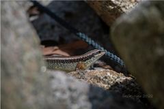 Sphenomorphus incognitus