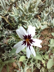 Jamesbrittenia racemosa