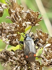 Adelphocoris seticornis