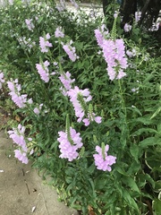 Physostegia