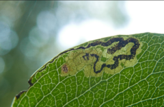 Stigmella oxyacanthella