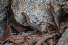 Sphenomorphus indicus