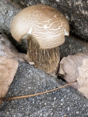 Agaricomycetidae