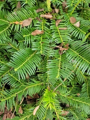 Taxaceae