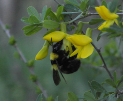 Bombus argillaceus