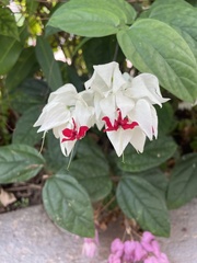 Clerodendrum