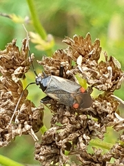 Adelphocoris seticornis