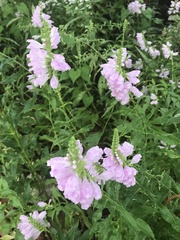 Physostegia